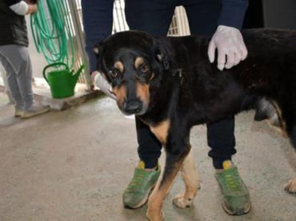 Leo möchte Ihr Herz erwärmen