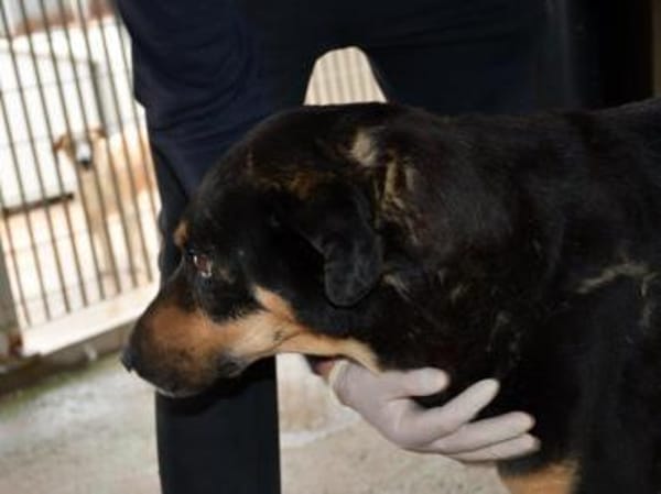 Leo möchte Ihr Herz erwärmen