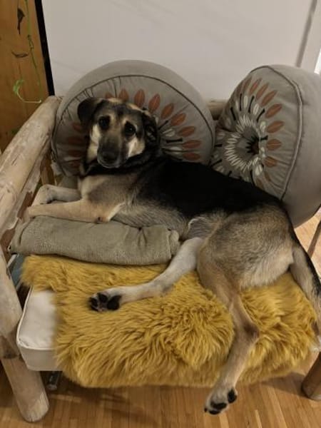 Medea sucht ihr Zuhause