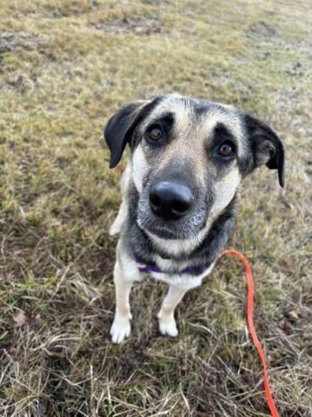 Medea sucht ihr Zuhause