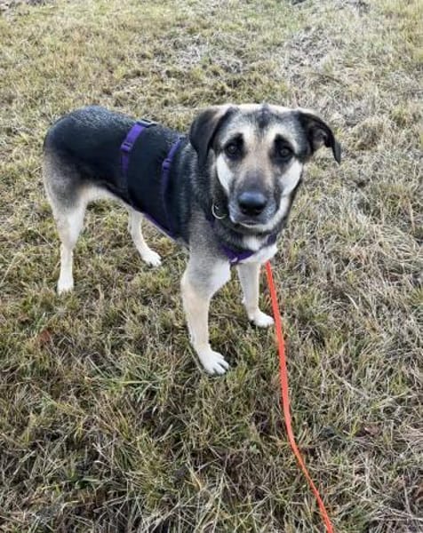 Medea sucht ihr Zuhause