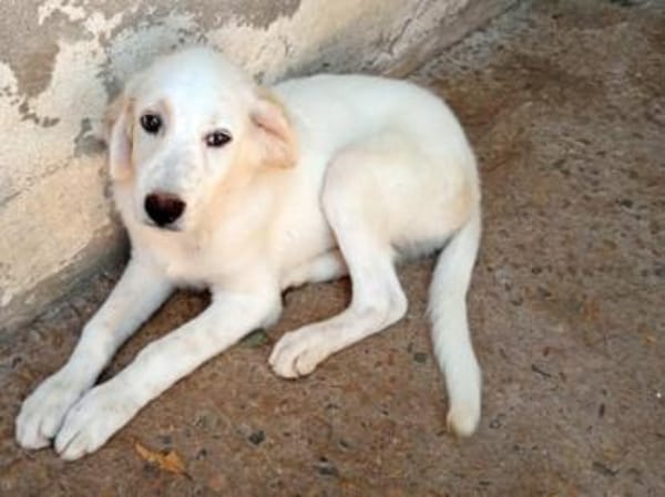 Möchten Sie Paco bei sich aufnehmen?