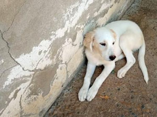 Möchten Sie Paco bei sich aufnehmen?