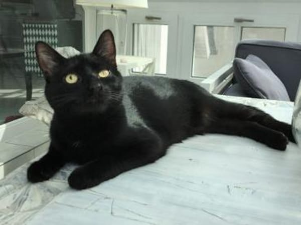 Nora sucht liebevolles Zuhause