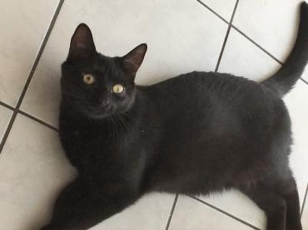 Nora sucht liebevolles Zuhause