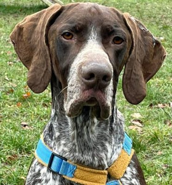 Ragnar ein Schatz sucht sein Traumzuhaus