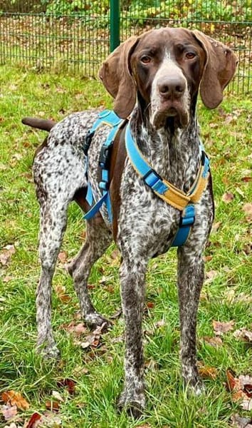 Ragnar ein Schatz sucht sein Traumzuhaus