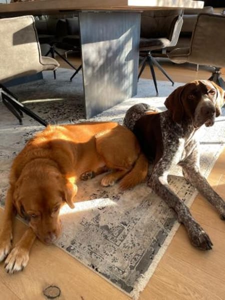 Ragnar ein Schatz sucht sein Traumzuhaus