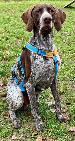 Ragnar ein Schatz sucht sein Traumzuhaus