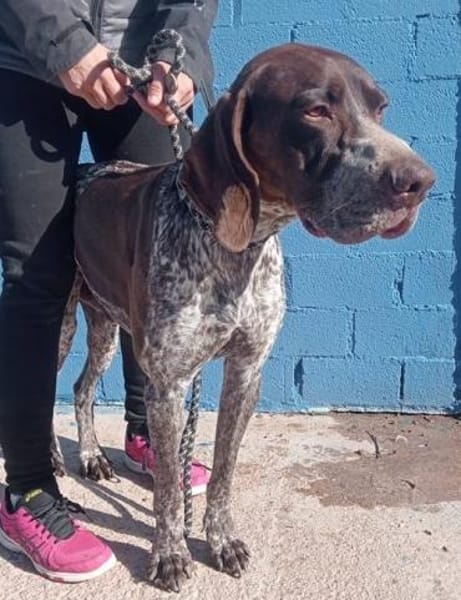 Ragnar ein Schatz sucht sein Traumzuhaus