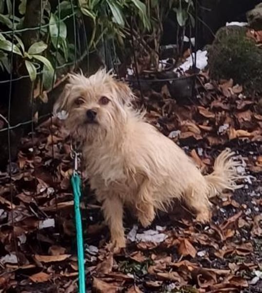 LOTTI  wünscht sich liebevolles Zuhause