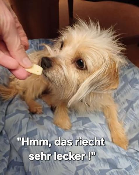 LOTTI  wünscht sich liebevolles Zuhause