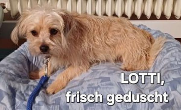 LOTTI  wünscht sich liebevolles Zuhause