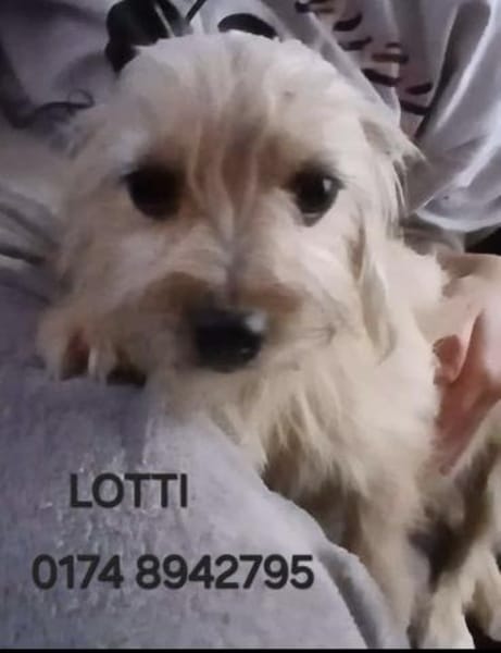 LOTTI  wünscht sich liebevolles Zuhause