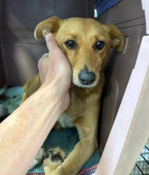 RHIANNA ist zauberhaft