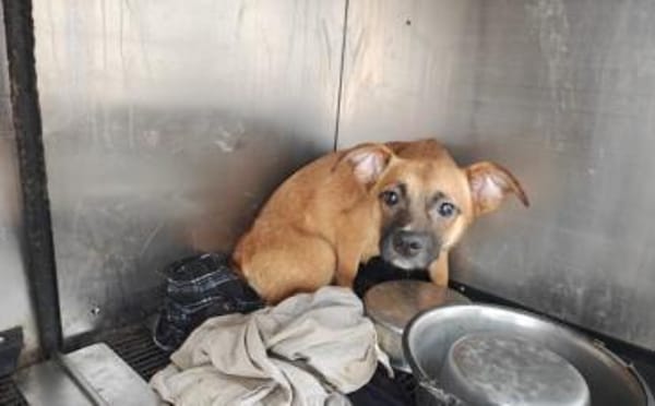 Kleine Nelly sucht sicheres Zuhause!