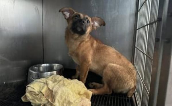 Kleine Nelly sucht sicheres Zuhause!