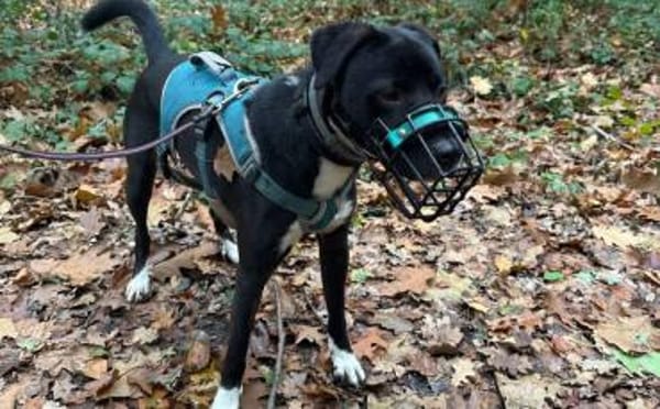 Wer gibt Freddi eine Chance?