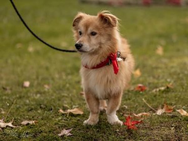 Inkontinenter Gaber hofft auf sein Heim