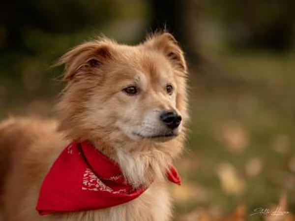 Inkontinenter Gaber hofft auf sein Heim