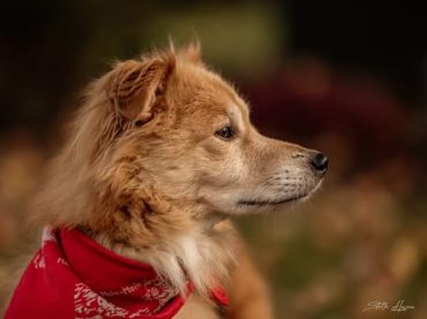 Inkontinenter Gaber hofft auf sein Heim