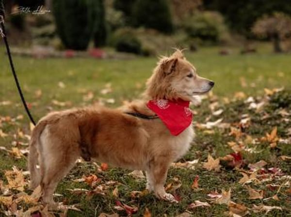 Inkontinenter Gaber hofft auf sein Heim