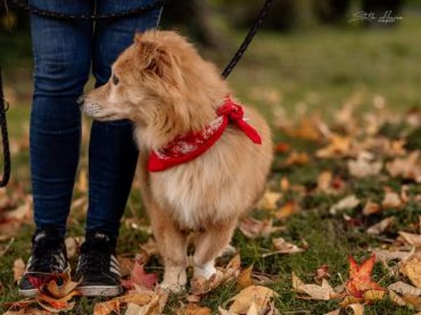 Inkontinenter Gaber hofft auf sein Heim