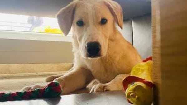 Luke sucht seine Menschen