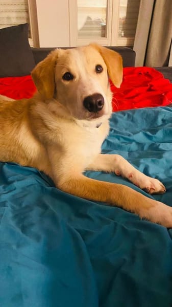 Luke sucht seine Menschen