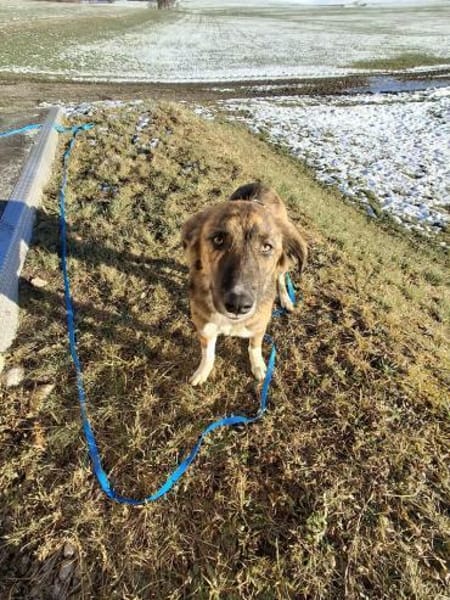 Asta - die bezaubernde