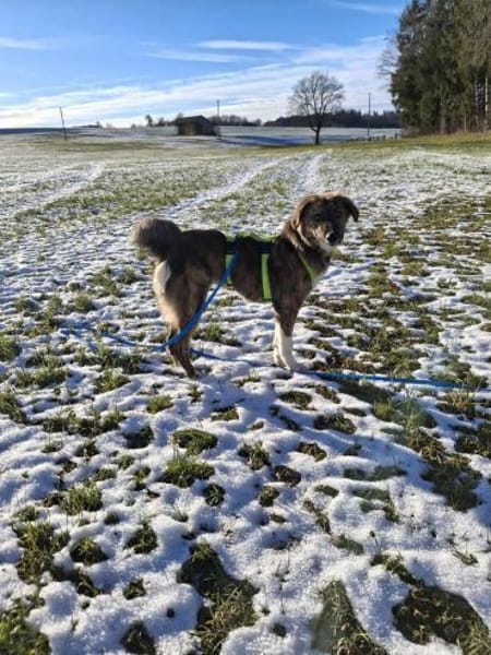 Asta - die bezaubernde