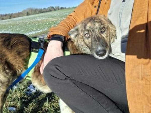 Asta - die bezaubernde