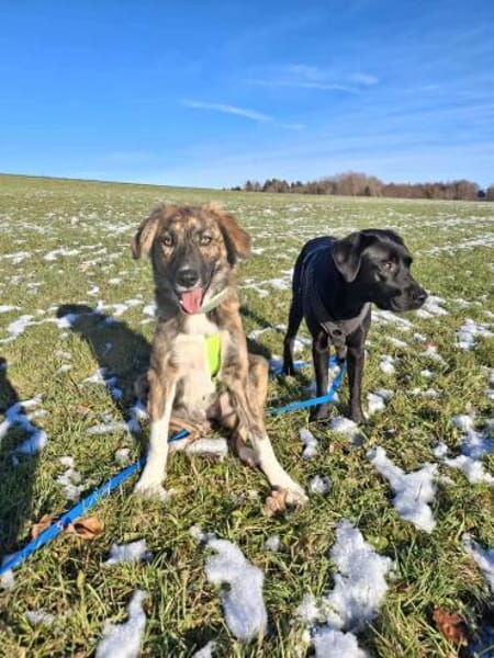 Asta - die bezaubernde