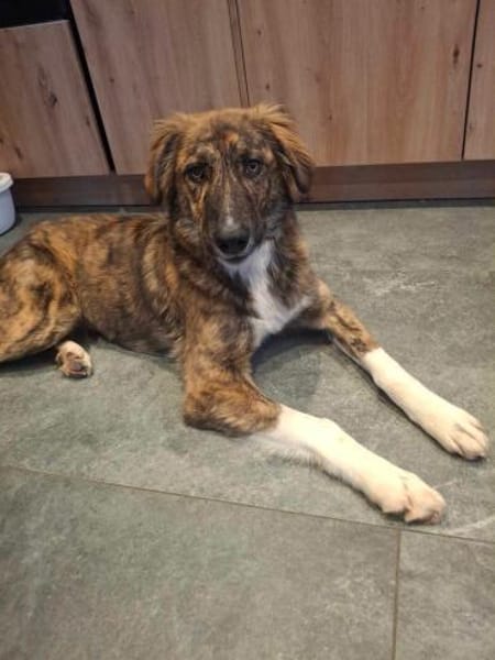 Asta - die bezaubernde