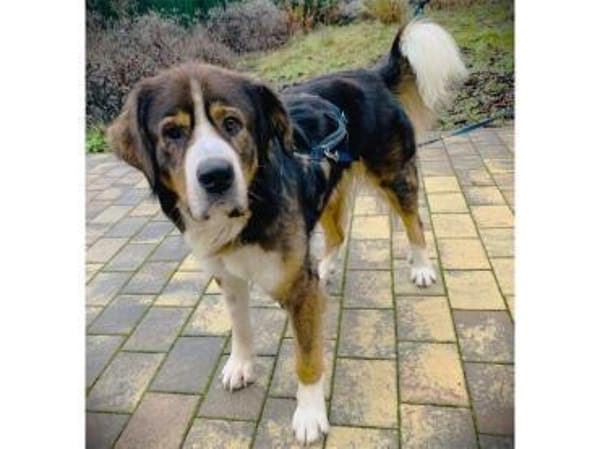 Stropp - wartet in 71729 Erdmannshausen