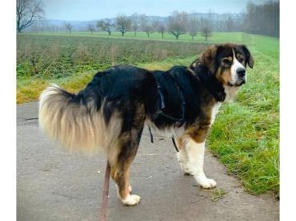 Stropp - wartet in 71729 Erdmannshausen