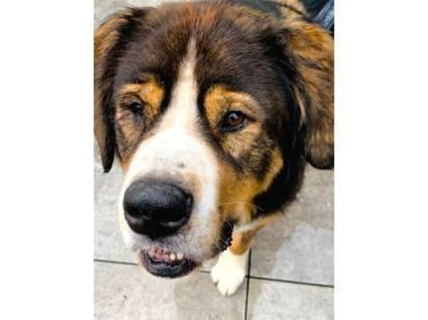 Stropp - wartet in 71729 Erdmannshausen