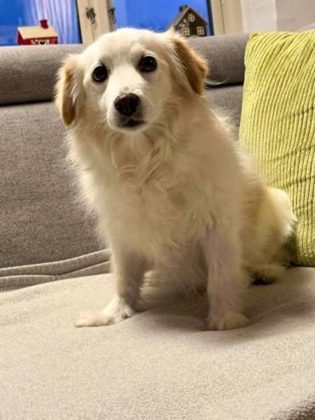 Tia sucht ein neues Zuhause