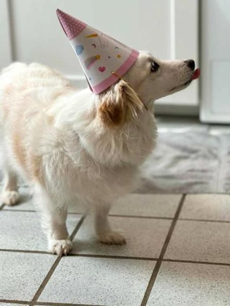 Tia sucht ein neues Zuhause