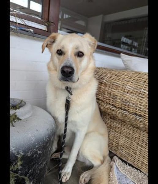 Sammy sucht erfahrenes Zuhause Wachhund