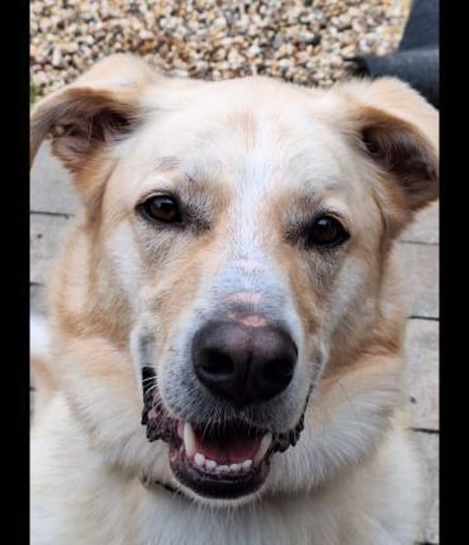 Sammy sucht erfahrenes Zuhause Wachhund