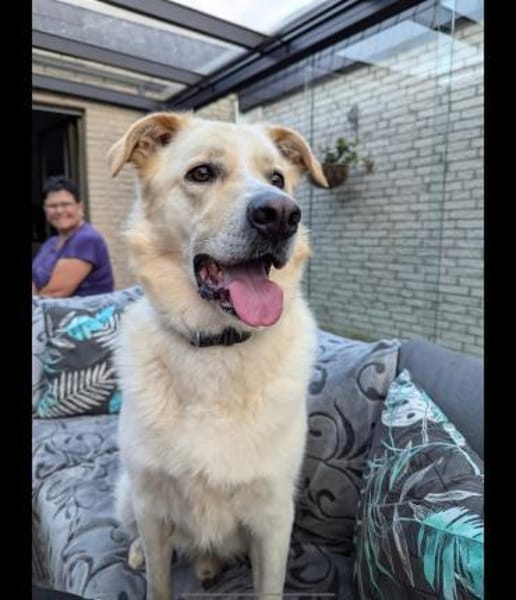 Sammy sucht erfahrenes Zuhause Wachhund