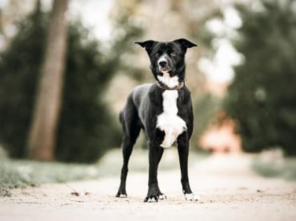 Timo sucht seine Menschen