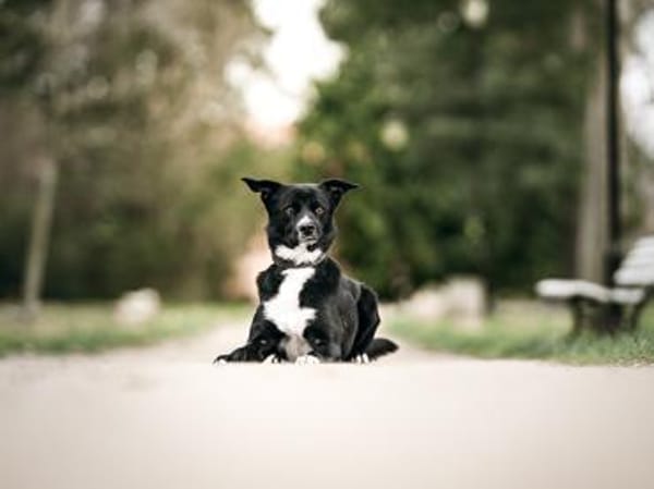 Timo sucht seine Menschen