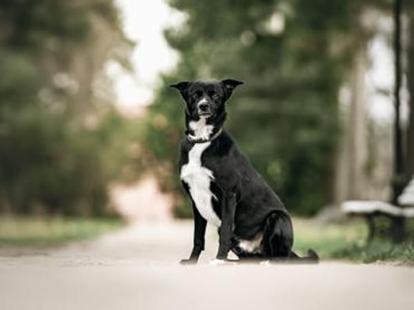 Timo sucht seine Menschen