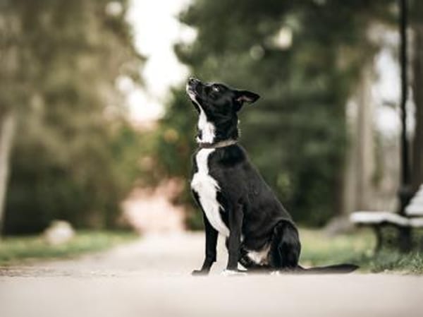 Timo sucht seine Menschen