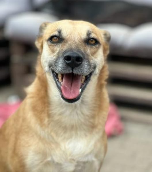 SHORTIE - freundliche Hündin sucht Glück