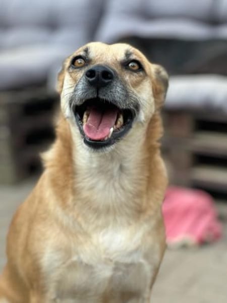 SHORTIE - freundliche Hündin sucht Glück