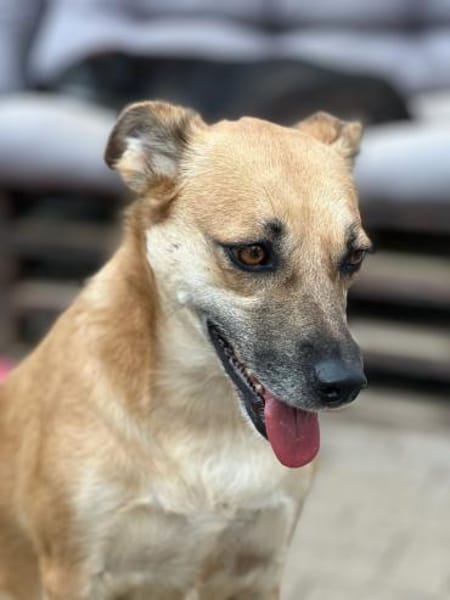 SHORTIE - freundliche Hündin sucht Glück