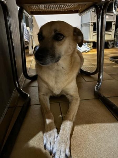 SHORTIE - freundliche Hündin sucht Glück